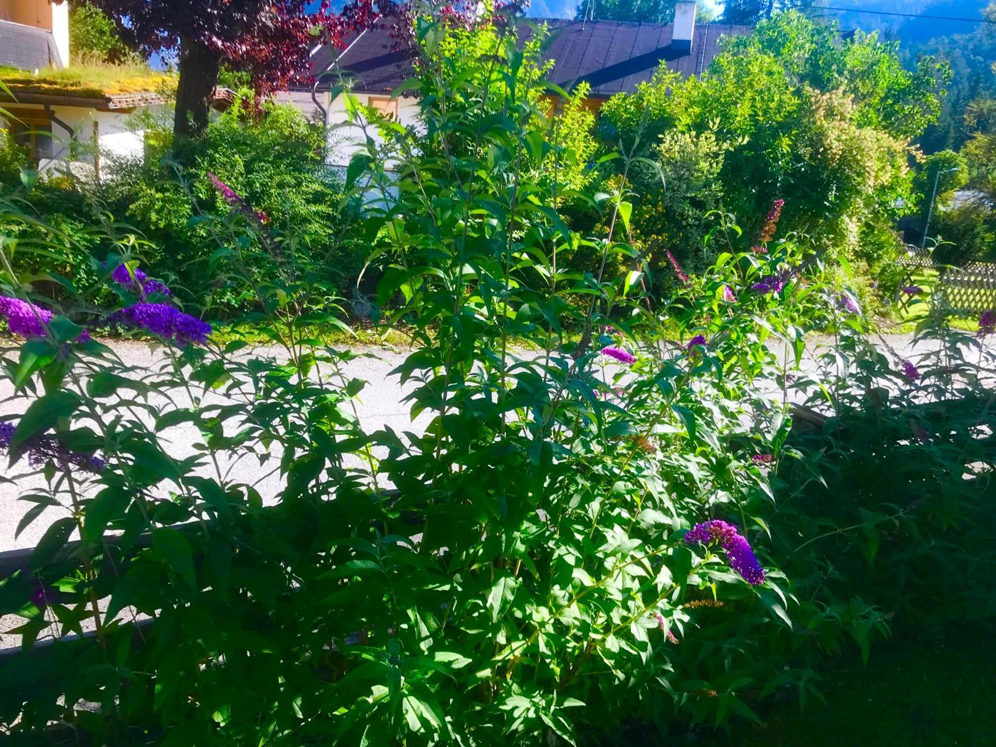 Appartamento Haus Hoher Sattel Leutasch Esterno foto